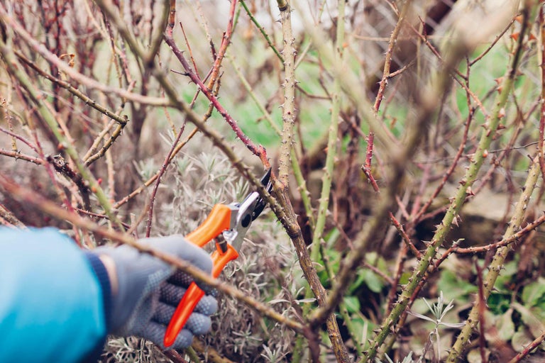 Jardinage : coupe d’arbustes au sécateur