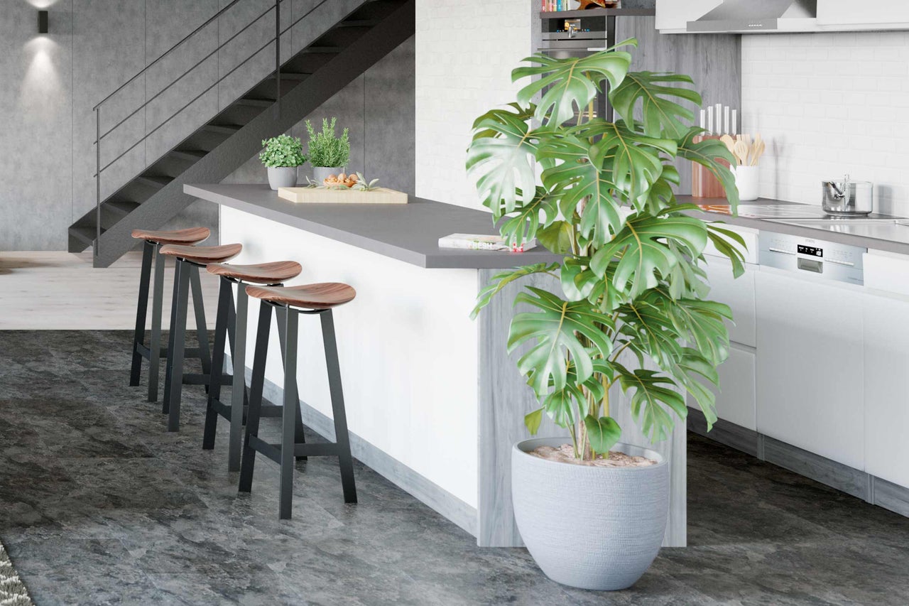 Cuisine moderne avec îlot de cuisine, tabourets de bar et plante d'intérieur