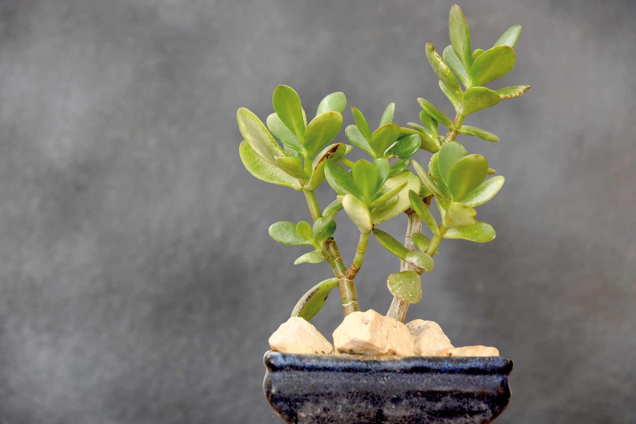 Arbre de Jade dans un pot avec des pierres