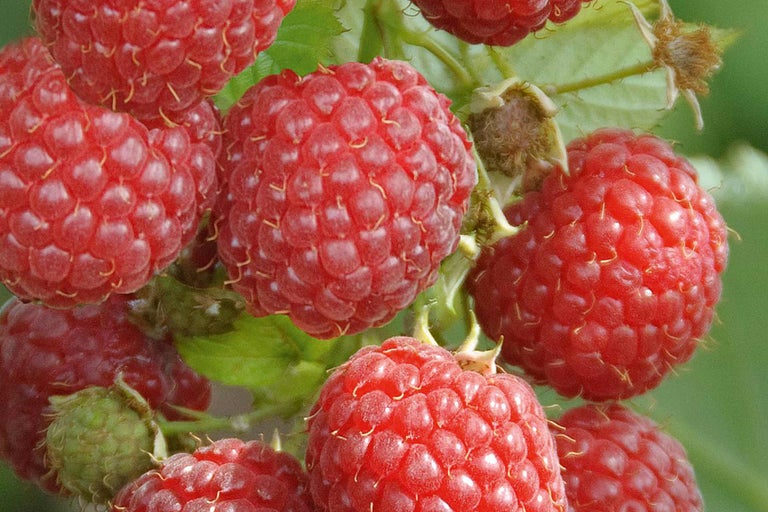 Gros plan de framboises sur un buisson