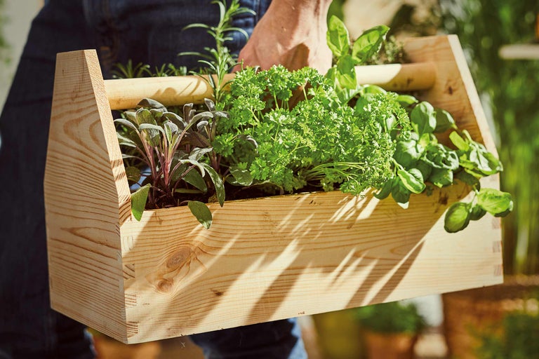 Une personne porte une boîte en bois contenant des herbes telles que de la sauge, du persil et du basilic.
