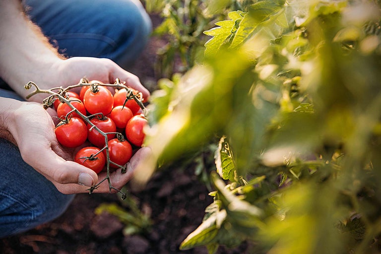 Ein Mann hält eine Rispe roter Cherrytomaten in seinen Händen.