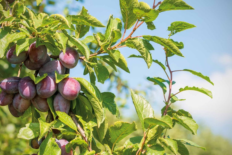 Prunier avec des fruits mûrs et des feuilles vertes