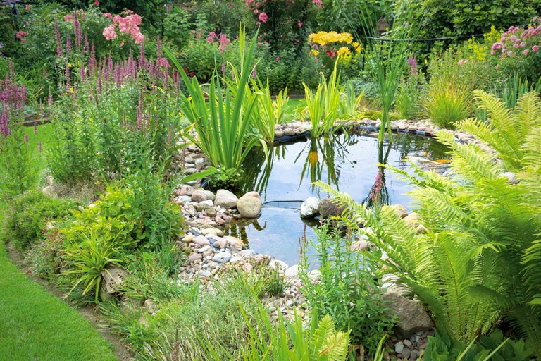 Gartenteich anlegen und pflegen