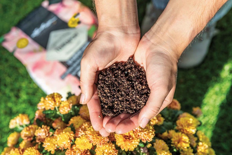 Hände halten Blumenerde über gelben Blumen.