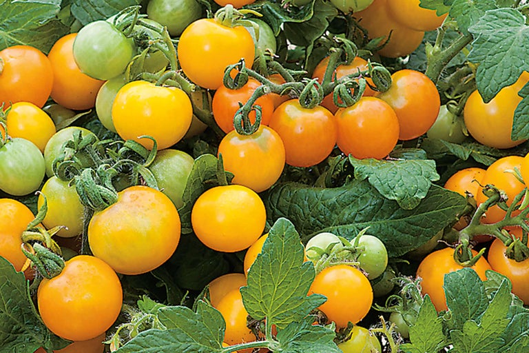 Gros plan de tomates cerises jaunes sur la plante