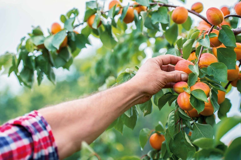 Eine Person pflückt Aprikosen von einem Baum