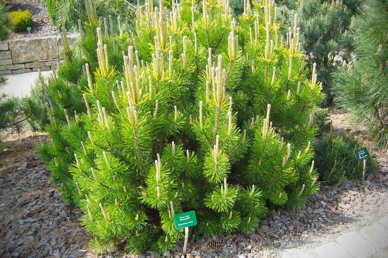 Pin 'Wintergold' dans un parterre de jardin