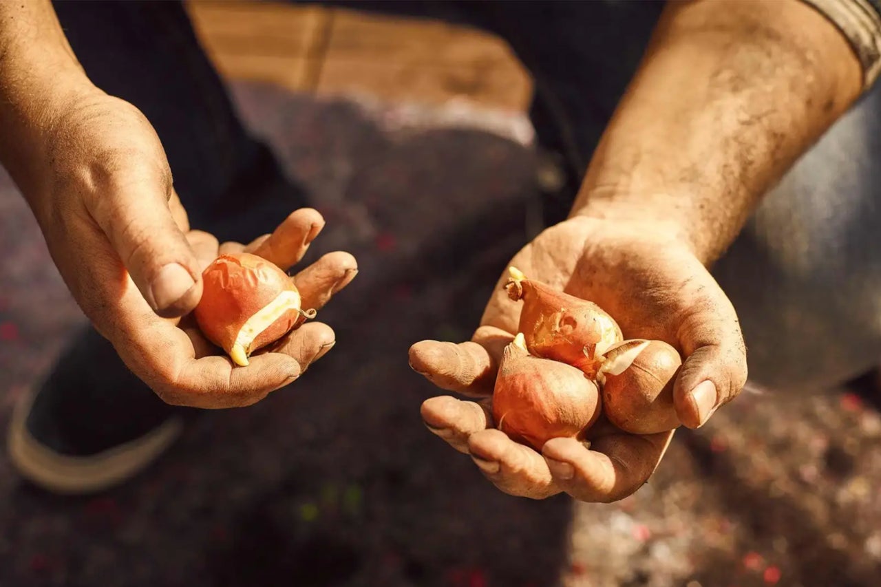 Deux mains tenant des bulbes de fleurs