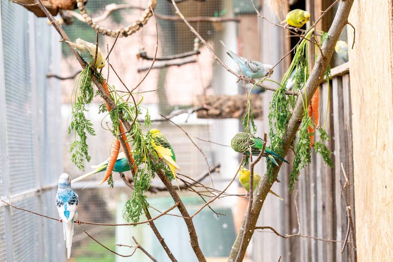 Perruches ondulées perchées sur des branches avec des carottes dans une volière.