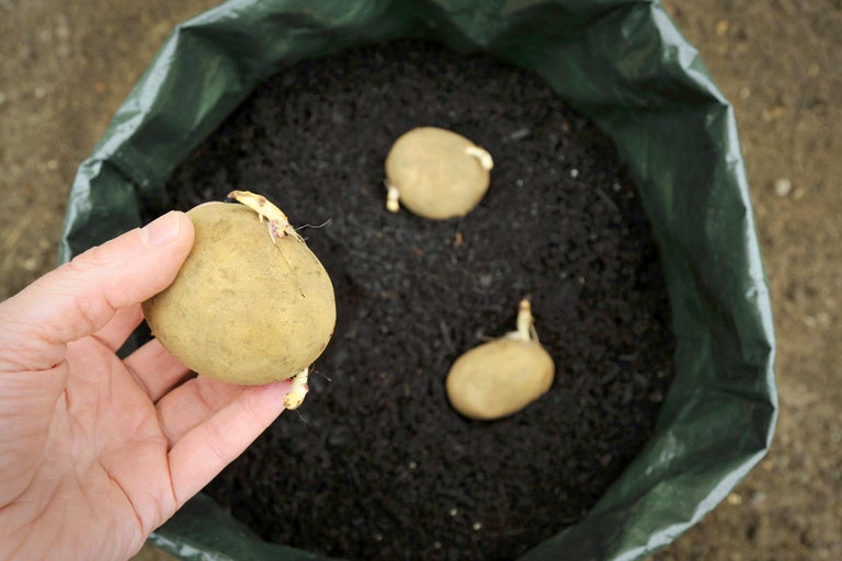 Des pommes de terre germées sont placées dans un sac de culture rempli de terre