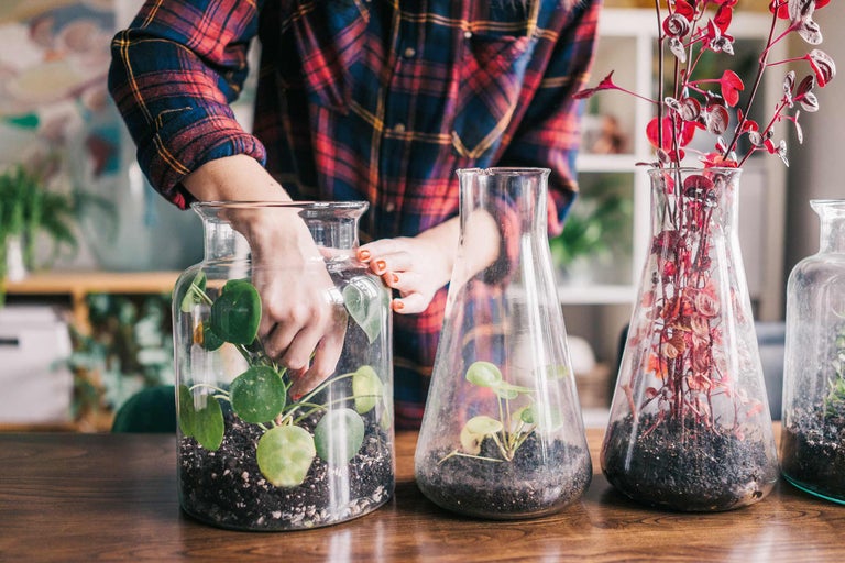 Une femme plante des plantes d'intérieur dans des récipients en verre sur une table en bois.