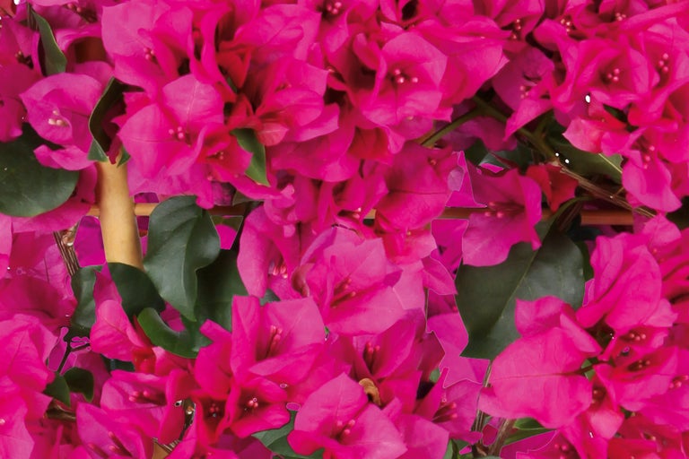 Gros plan sur des fleurs de bougainvillier avec des feuilles vertes