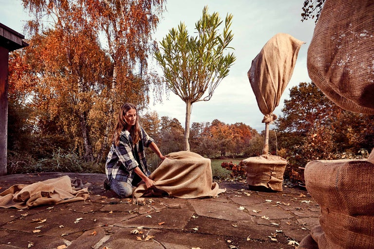 Femme emballe un arbre avec du jute pour l'hiver