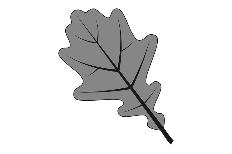 Eichenblatt Illustration
