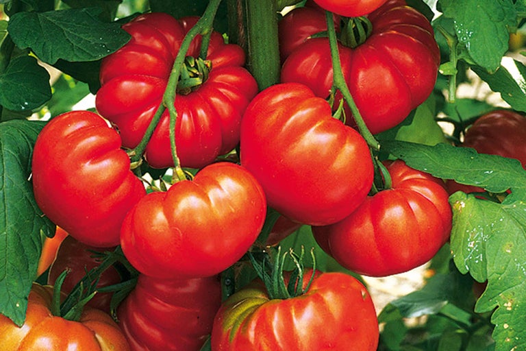 Arbuste avec des tomates charnues rouges dans le jardin.