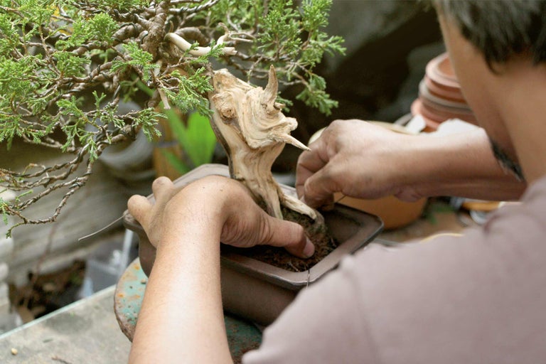 Un homme plante un bonsaï dans un pot.