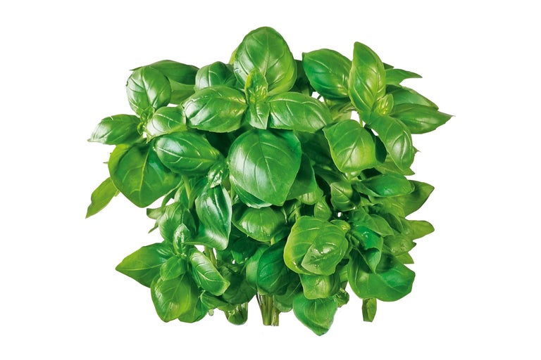 Basilikumstrauch mit grünen Blättern
