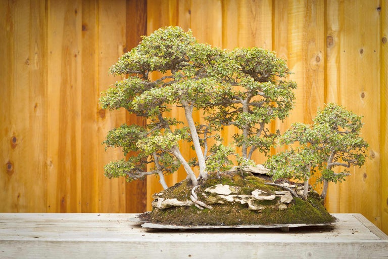 Bonsai Baum auf einem Tisch vor Holzwand