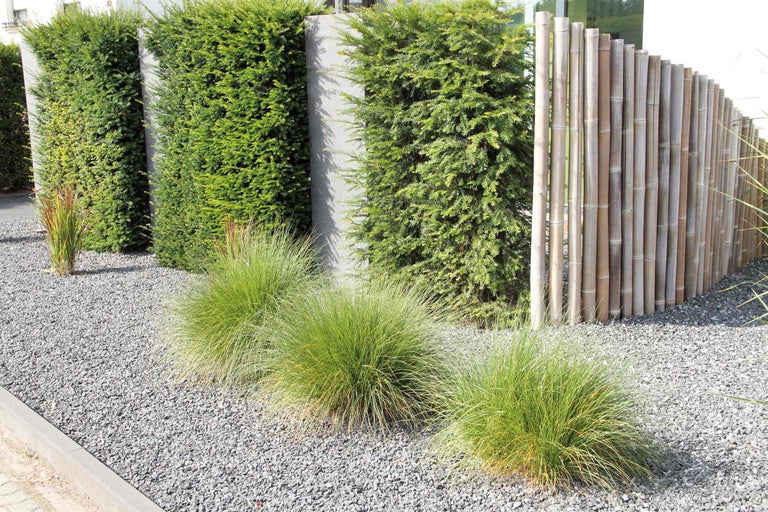 Gartenszene mit immergrünen Sträuchern, Ziergräsern, Bambuszaun und Kies