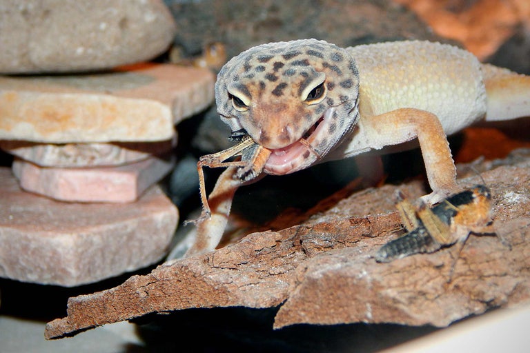 Leopardgecko frisst Grille auf einem Stück Holz