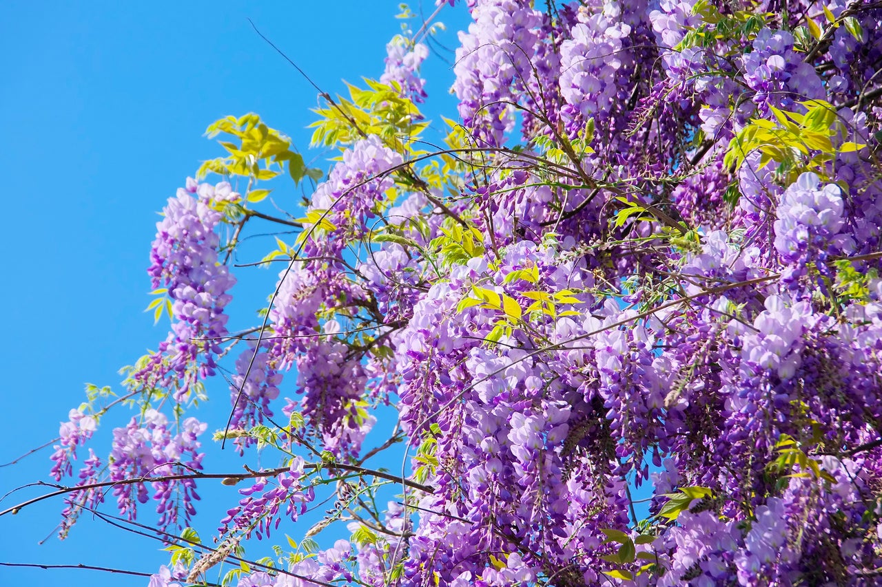 Glycines en fleurs sur fond de ciel bleu