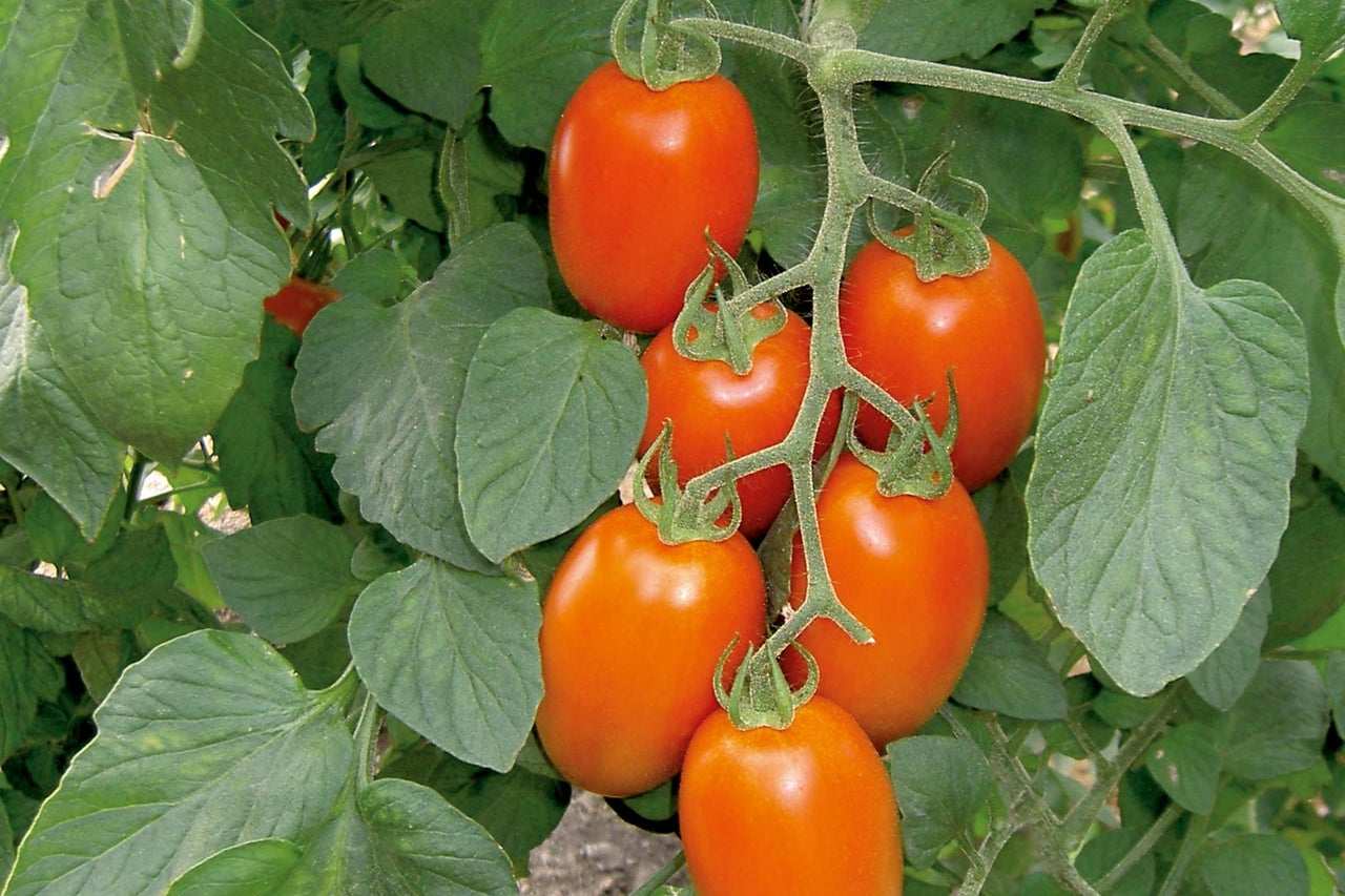 Arbuste avec des tomates oblongues et des feuilles vertes.