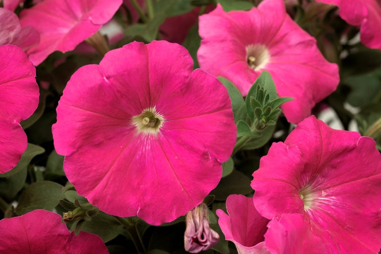 Gros plan de fleurs de pétunia roses