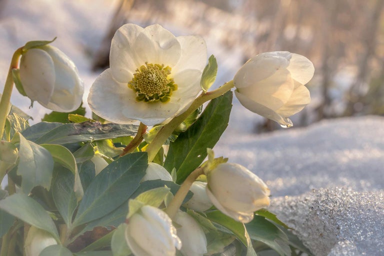 Gros plan d'une rose de Noël dans la neige