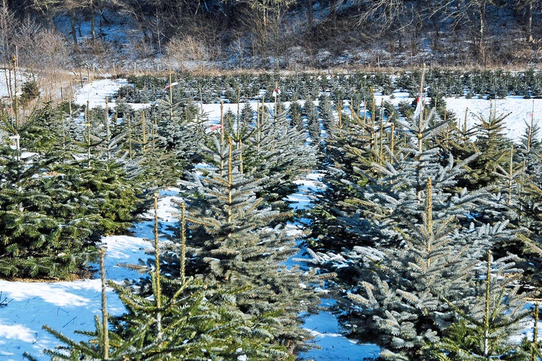 Feld mit jungen Weihnachtsbäumen im Schnee