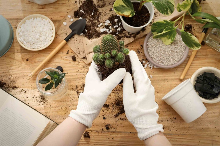 Rempotage de plantes en pot avec cactus, terreau, pelle, billes d'argile et gants sur table en bois