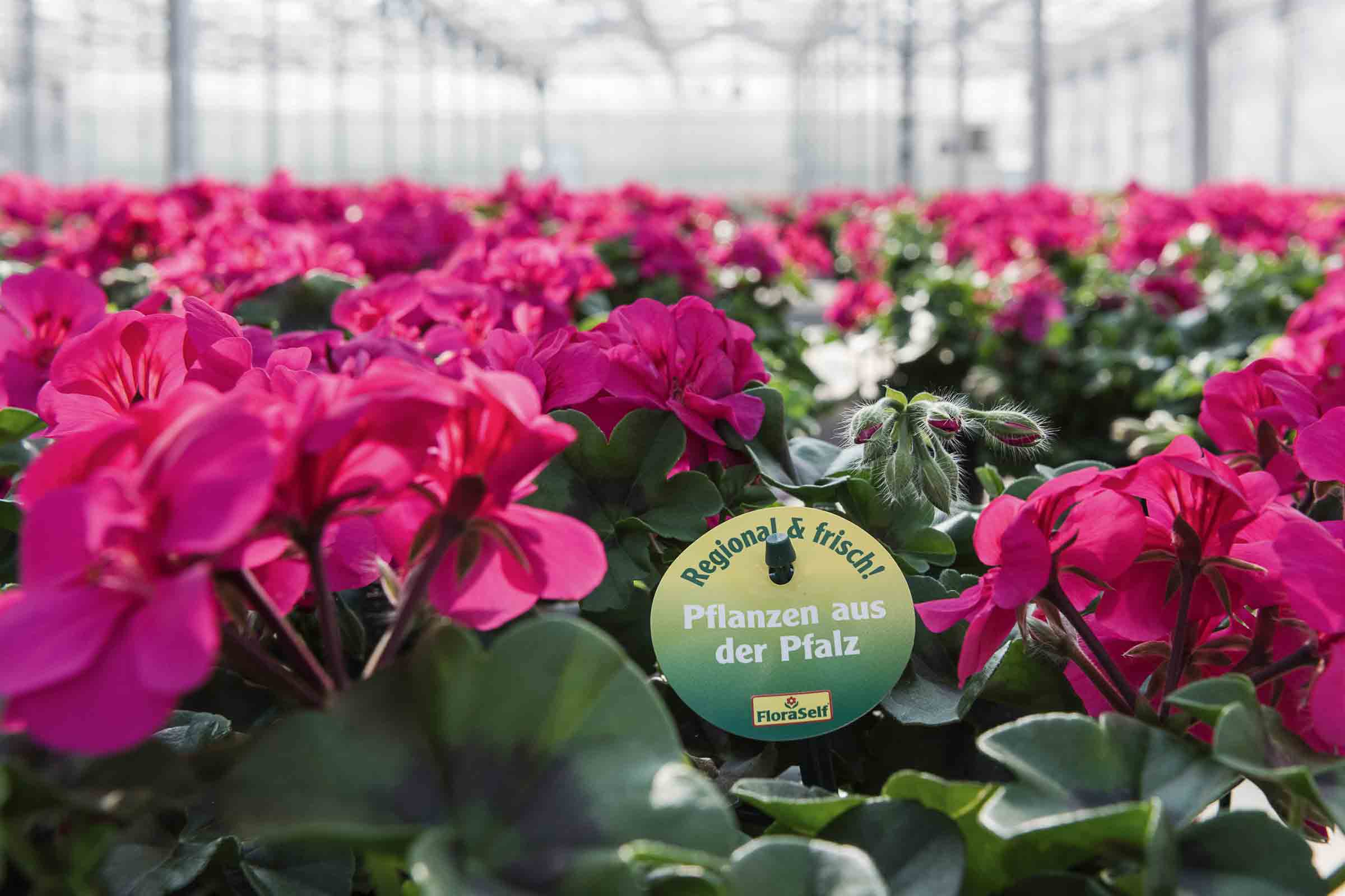 Gros plan de géraniums dans une serre avec le logo FloraSelf et la mention 'Plantes du Palatinat'.
