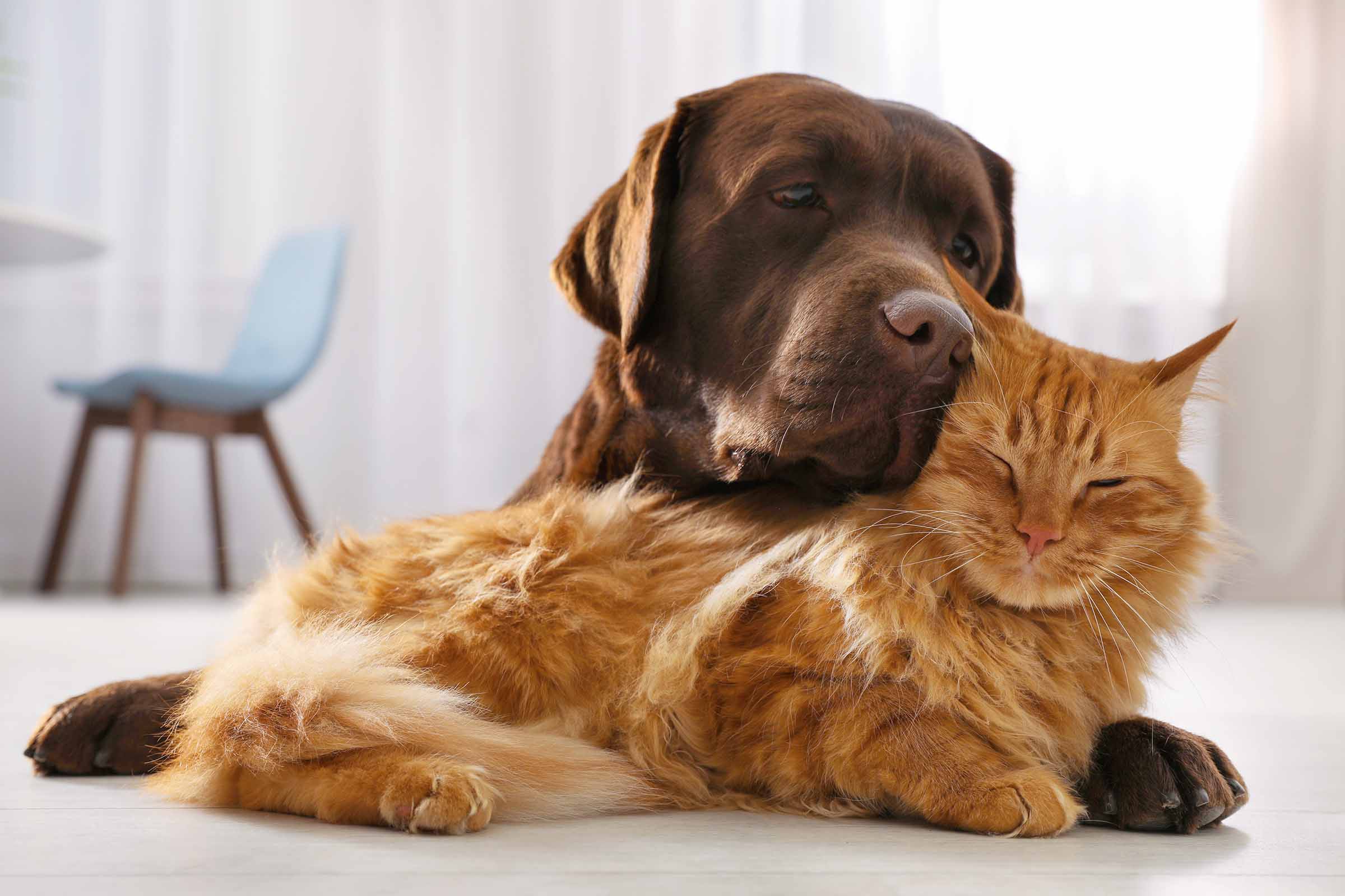 Ein brauner Labrador liegt auf einer roten Katze.