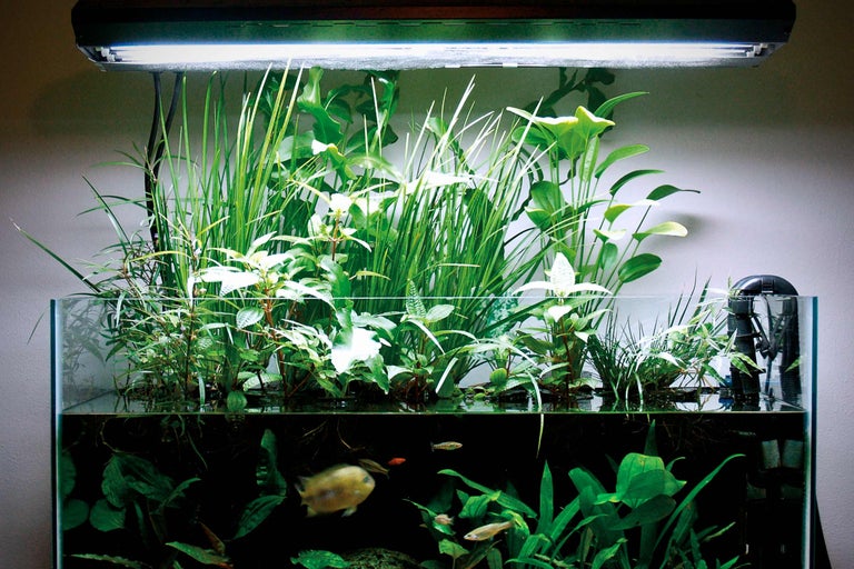 Aquarium mit Wasserpflanzen, Fischen und Beleuchtung
