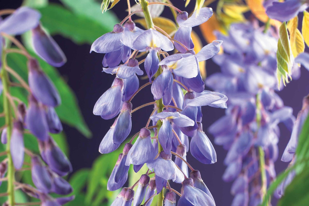 Gros plan sur des glycines en fleurs
