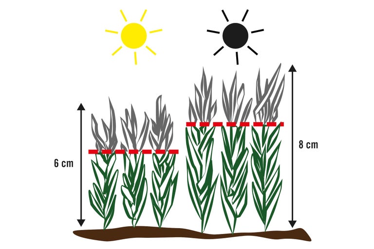 Illustration von Pflanzen mit unterschiedlichem Lichtbedarf und Wachstumshöhen