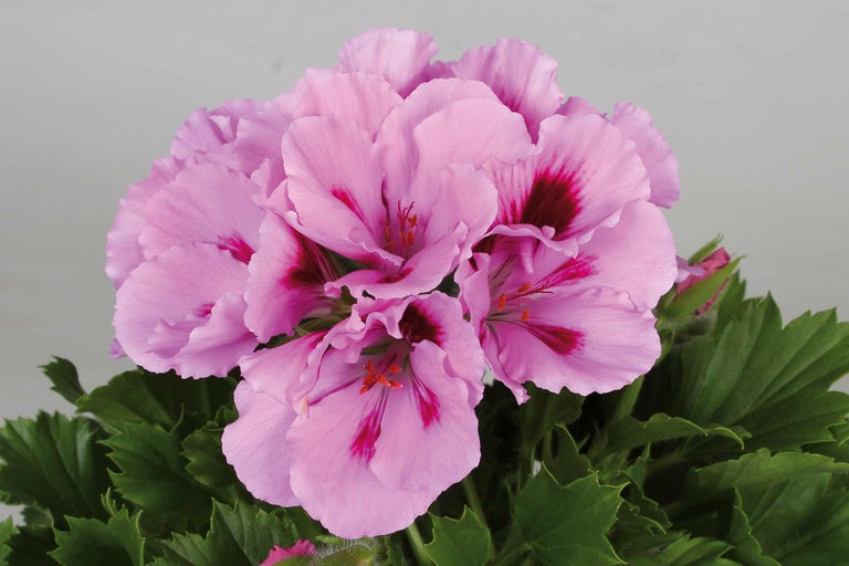Gros plan sur une fleur de géranium avec des pétales roses et des feuilles vertes.