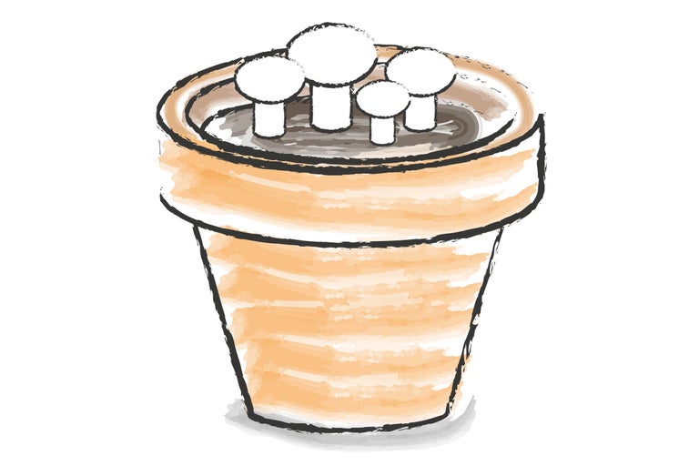 Illustration d'un pot de fleurs avec des semis