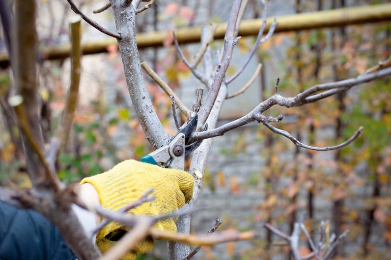 Eine Person mit Gartenhandschuhen schneidet einen Baum mit einer Gartenschere.