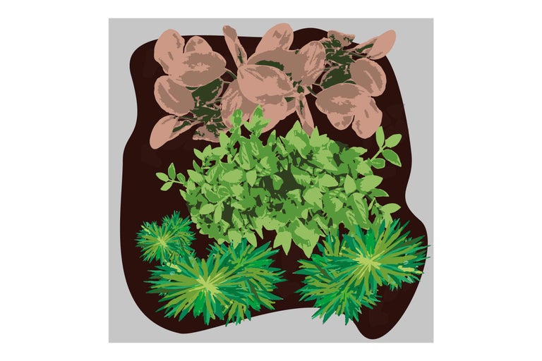 Vue de dessus d'une plantation avec trois espèces de plantes différentes en terre