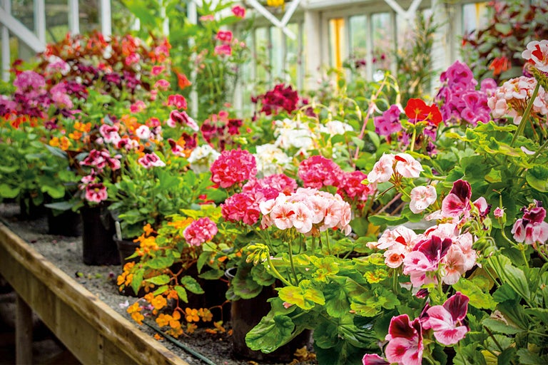 Planter des géraniums