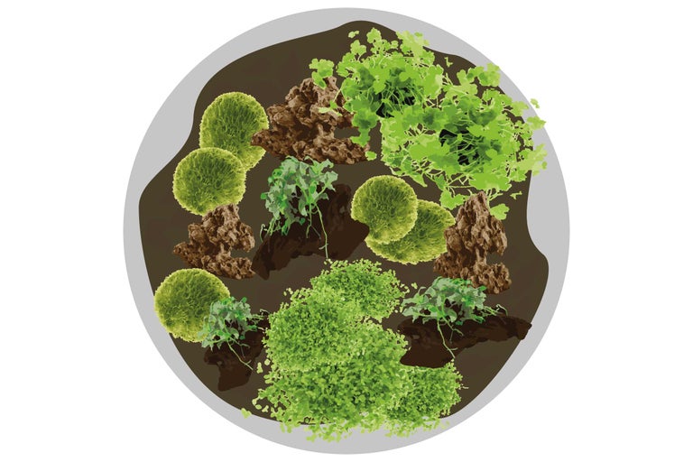 Mini-jardin avec plantes et pierres dans un récipient rond