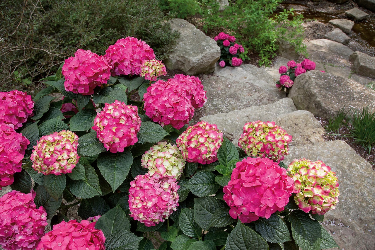 Hortensias à fleurs roses dans un jardin avec un escalier en pierre