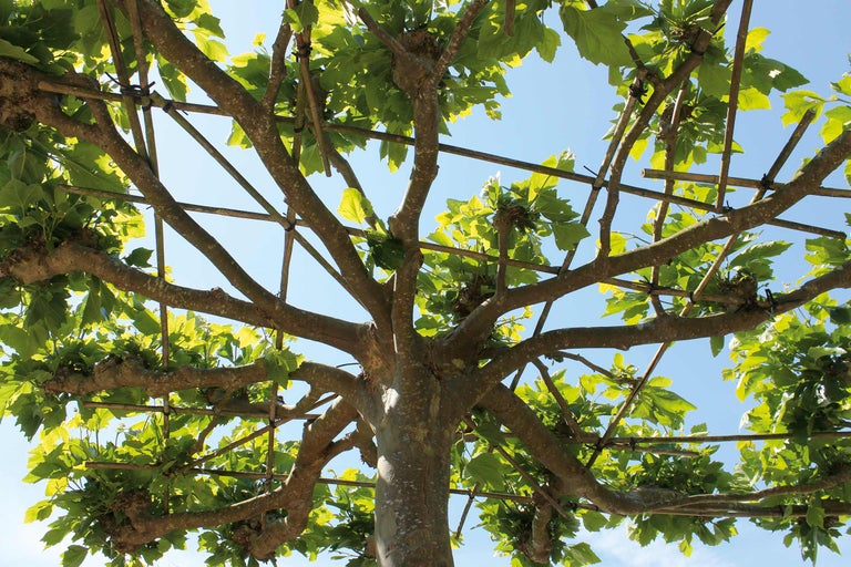 Ansicht eines Dachplatanenbaums mit Blättern und Rahmenkonstruktion