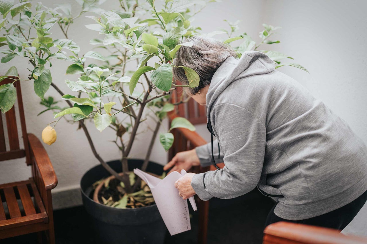 Femme arrosant un citronnier en pot avec un arrosoir