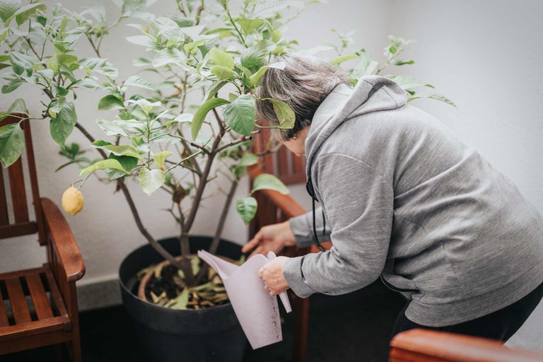 Femme arrosant un citronnier en pot avec un arrosoir