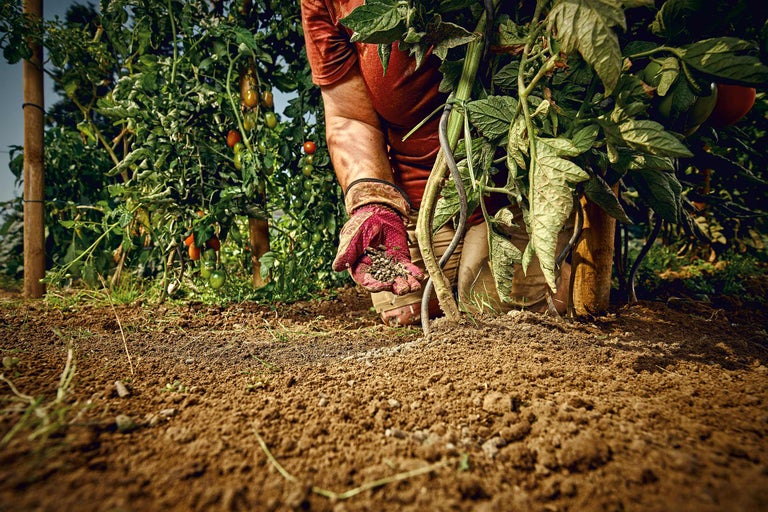 Une personne fertilise un plant de tomates dans le jardin.