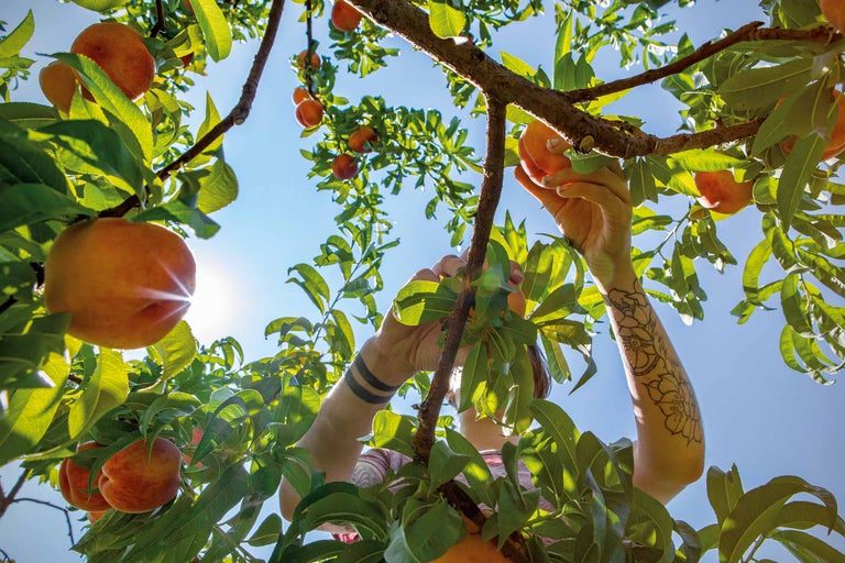 Une personne cueille des pêches sur un arbre sous un ciel bleu.