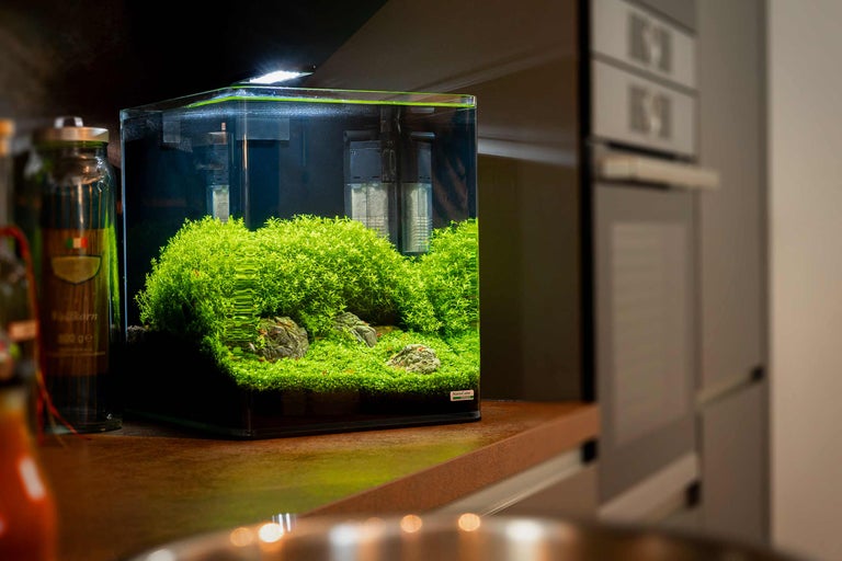Nanoaquarium einrichten