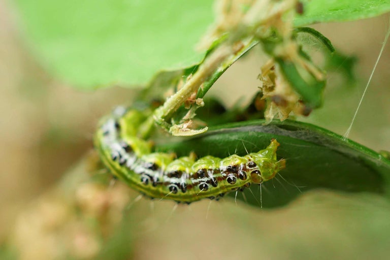 Chenille de pyrale du buis sur une feuille